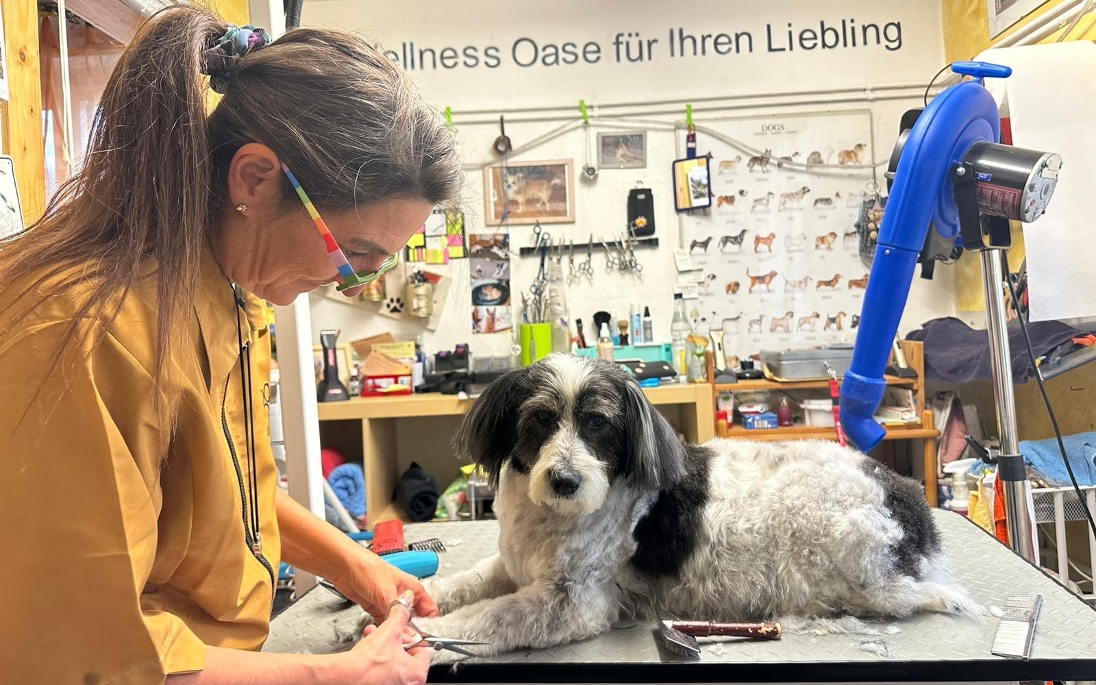 Loulou beim Pfoten trimmen