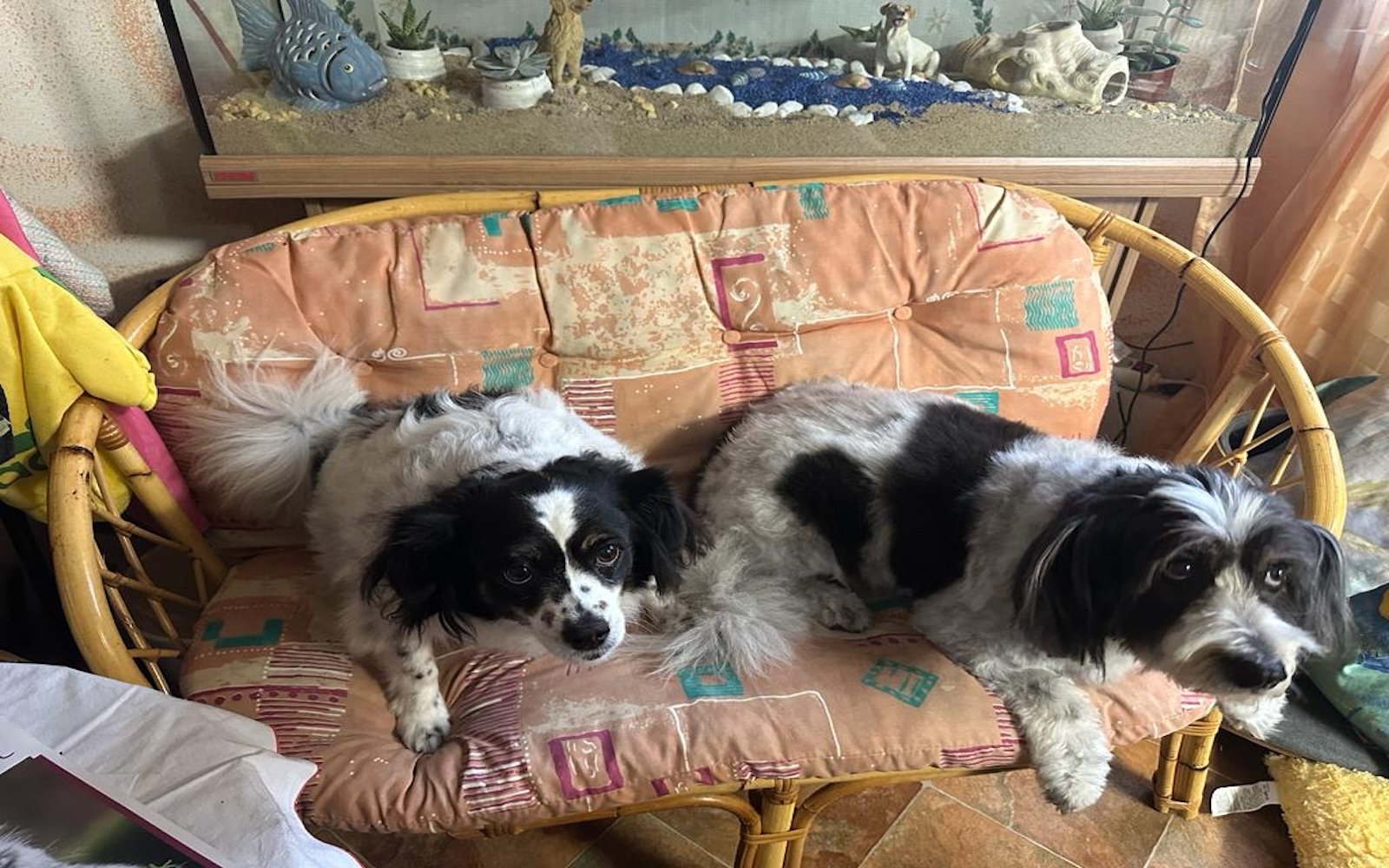 Lucy beim warten mit Heike